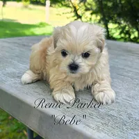 Bebe, a female Maltipoo and Mal Shi for sale in Sevierville, TN – 6 of 9