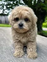Joey, a male Maltipoo and Poodle - Toy  for sale in Sevierville, TN – 2 of 7