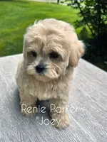 Joey, a male Maltipoo and Poodle - Toy  for sale in Sevierville, TN – 6 of 7