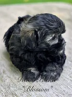 Blossom, a female Maltipoo and Mal Shi for sale in Sevierville, TN – 2 of 8