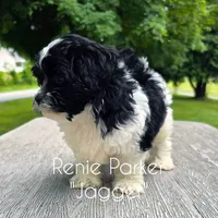 Jagger, a male Maltipoo and Poodle - Toy  for sale in Sevierville, TN – 4 of 7