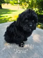 Janie, a female Maltipoo and Poodle - Toy  for sale in Sevierville, TN – 3 of 8
