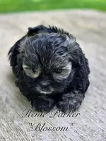 Blossom, a female Maltipoo and Mal Shi for sale in Sevierville, TN – 3 of 8