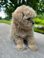 Joey, a male Maltipoo and Poodle - Toy  for sale in Sevierville, TN – 3 of 7
