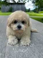 Junior, a male Maltipoo and Poodle - Toy  for sale in Sevierville, TN – 6 of 8