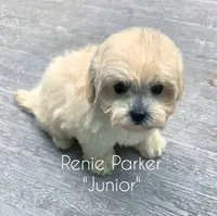 Junior, a male Maltipoo and Poodle - Toy  for sale in Sevierville, TN – 4 of 8