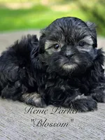 Blossom, a female Maltipoo and Mal Shi for sale in Sevierville, TN – 4 of 8