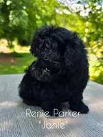 Janie, a female Maltipoo and Poodle - Toy  for sale in Sevierville, TN – 4 of 8