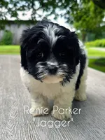 Jagger, a male Maltipoo and Poodle - Toy  for sale in Sevierville, TN – 7 of 7