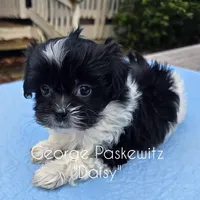 Daisy, a female Maltipoo for sale in Sevierville, TN – Photo 6 of 7