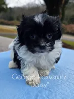 Daisy, a female Maltipoo for sale in Sevierville, TN – Photo 7 of 7