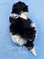 Daisy, a female Maltipoo for sale in Sevierville, TN – Photo 5 of 7