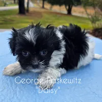 Daisy, a female Maltipoo for sale in Sevierville, TN – Photo 3 of 7