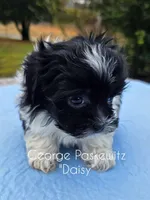 Daisy, a female Maltipoo for sale in Sevierville, TN – Photo 4 of 7