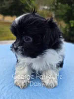 Daisy, a female Maltipoo for sale in Sevierville, TN – Photo 2 of 7