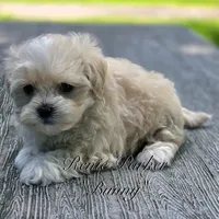 Bunny, a female Maltipoo and Mal Shi for sale in Sevierville, TN – 5 of 8