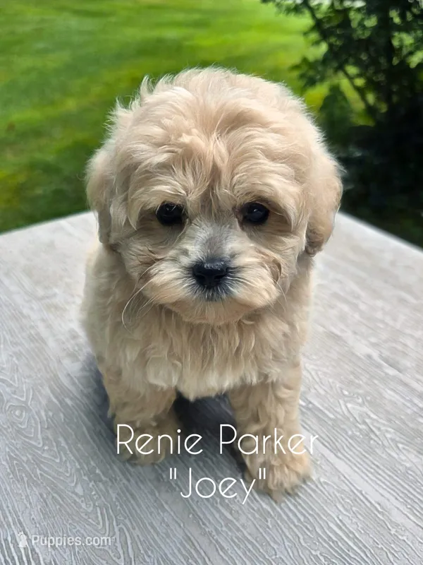 Joey – Maltipoo, Poodle - Toy  puppy for sale in Sevierville, TN