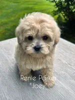 Joey, a male Maltipoo and Poodle - Toy  for sale in Sevierville, TN – 1 of 7