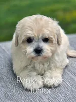 Junior, a male Maltipoo and Poodle - Toy  for sale in Sevierville, TN – 7 of 8