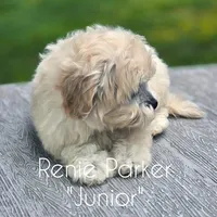 Junior, a male Maltipoo and Poodle - Toy  for sale in Sevierville, TN – 8 of 8