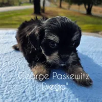 Diego, a male Maltipoo for sale in Sevierville, TN – Photo 4 of 7