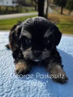 Diego, a male Maltipoo for sale in Sevierville, TN – Photo 2 of 7