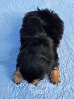 Diego, a male Maltipoo for sale in Sevierville, TN – Photo 6 of 7