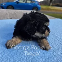 Diego, a male Maltipoo for sale in Sevierville, TN – Photo 7 of 7