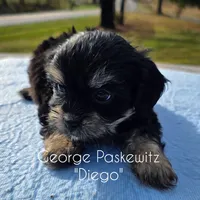 Diego, a male Maltipoo for sale in Sevierville, TN – Photo 3 of 7