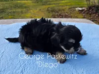 Diego, a male Maltipoo for sale in Sevierville, TN – Photo 5 of 7