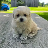 Bunny, a female Maltipoo and Mal Shi for sale in Sevierville, TN – 2 of 8