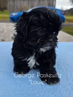 Louie, a male Maltipoo for sale in Sevierville, TN – Photo 6 of 7