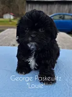Louie, a male Maltipoo for sale in Sevierville, TN – Photo 1 of 7