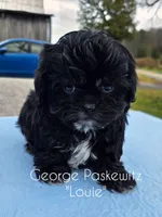 Louie, a male Maltipoo for sale in Sevierville, TN – Photo 7 of 7