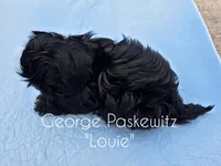 Louie, a male Maltipoo for sale in Sevierville, TN – Photo 4 of 7