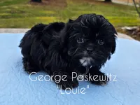 Louie, a male Maltipoo for sale in Sevierville, TN – Photo 3 of 7