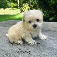 Bunny, a female Maltipoo and Mal Shi for sale in Sevierville, TN – 6 of 8