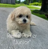 Junior, a male Maltipoo and Poodle - Toy  for sale in Sevierville, TN – 3 of 8
