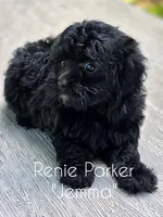 Jemma, a female Maltipoo and Poodle - Toy  for sale in Sevierville, TN – 7 of 9