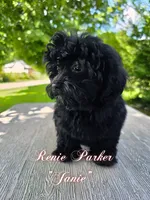 Janie, a female Maltipoo and Poodle - Toy  for sale in Sevierville, TN – 6 of 9