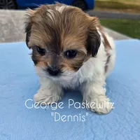 Dennis, a male Maltipoo for sale in Sevierville, TN – Photo 7 of 7