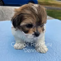 Dennis, a male Maltipoo for sale in Sevierville, TN – Photo 6 of 7