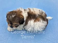 Dennis, a male Maltipoo for sale in Sevierville, TN – Photo 3 of 7