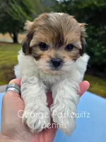 Dennis, a male Maltipoo for sale in Sevierville, TN – Photo 1 of 7
