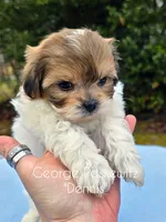 Dennis, a male Maltipoo for sale in Sevierville, TN – Photo 2 of 7