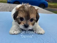 Dennis, a male Maltipoo for sale in Sevierville, TN – Photo 5 of 7