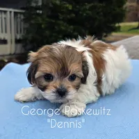 Dennis, a male Maltipoo for sale in Sevierville, TN – Photo 4 of 7