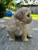 Bebe, a female Maltipoo and Mal Shi for sale in Sevierville, TN – 9 of 9