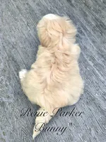 Bunny, a female Maltipoo and Mal Shi for sale in Sevierville, TN – 8 of 8