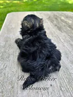 Blossom, a female Maltipoo and Mal Shi for sale in Sevierville, TN – 8 of 8